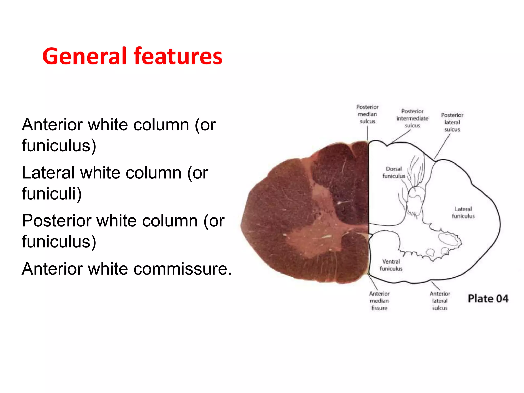 ASCENDING TRACT1.pptx