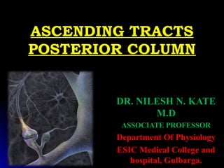 ASCENDING TRACTSASCENDING TRACTS
POSTERIOR COLUMNPOSTERIOR COLUMN
DR. NILESH N. KATE
M.D
ASSOCIATE PROFESSOR
Department Of Physiology
ESIC Medical College and
hospital, Gulbarga.
 