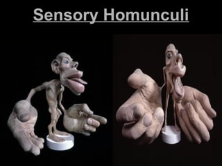 Sensory HomunculiSensory Homunculi
 