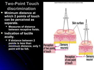 Two-Point TouchTwo-Point Touch
discriminationdiscrimination
 Minimum distance atMinimum distance at
which 2 points of touchwhich 2 points of touch
can be perceived ascan be perceived as
separate.separate.
 Measures of distanceMeasures of distance
between receptive fields.between receptive fields.
 Indication of tactileIndication of tactile
acuity.acuity.
 If distance between 2If distance between 2
points is less thanpoints is less than
minimum distance, only 1minimum distance, only 1
point will be felt.point will be felt.
 