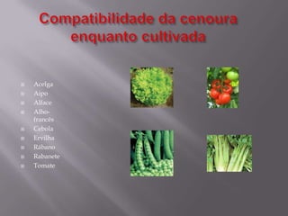 Temos as vantagens de estudar como todos os outros alunos têm porque ficamos a conhecer melhor o alimento escolhido, no nosso caso, a cenoura.