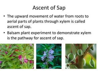 Ascent of Sap
• The upward movement of water from roots to
aerial parts of plants through xylem is called
ascent of sap.
• Balsam plant experiment to demonstrate xylem
is the pathway for ascent of sap.

 