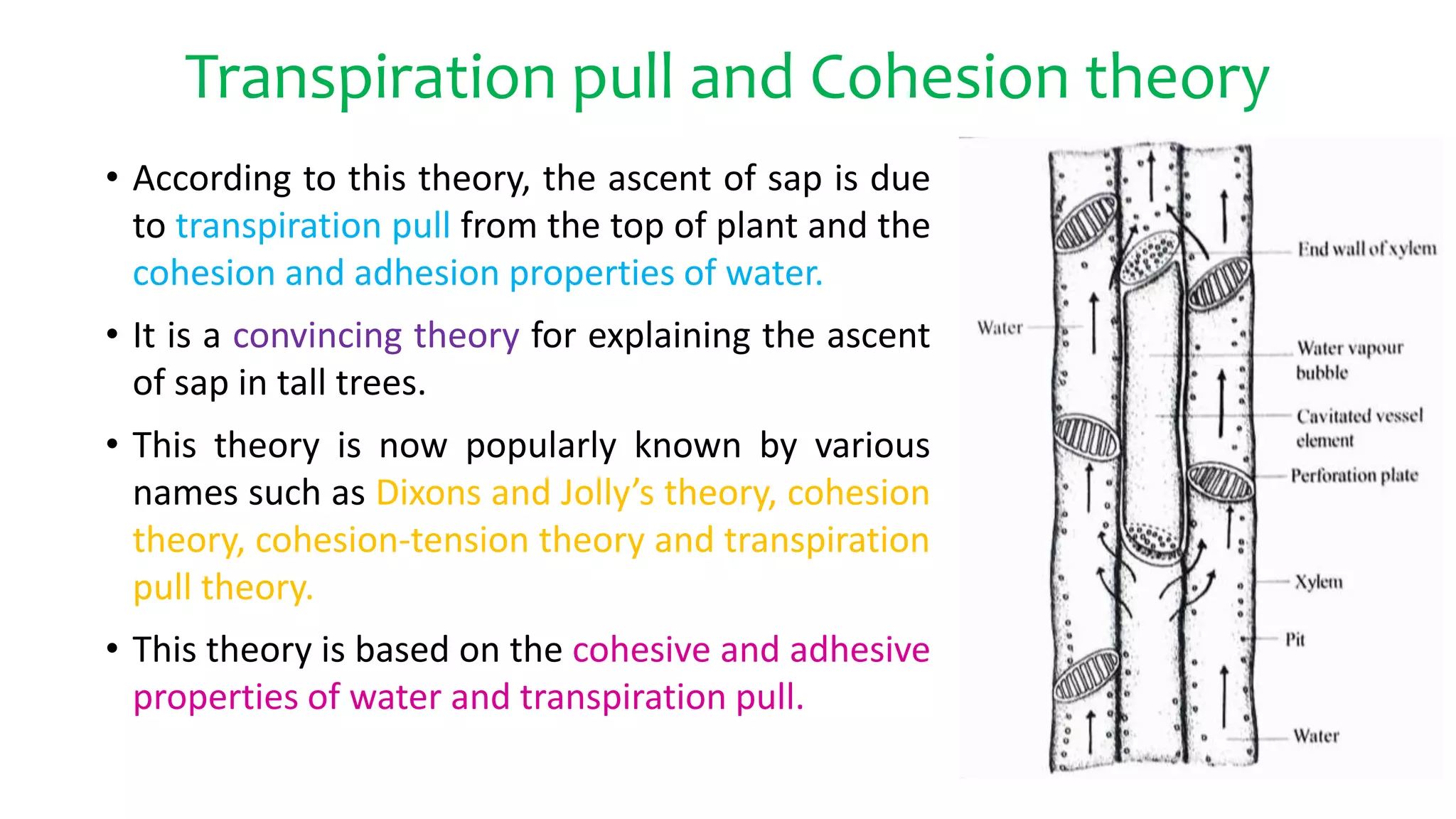 Transpiration pull and Cohesion theory
• According to this theory, the ascent of sap is due
to transpiration pull from the top of plant and the
cohesion and adhesion properties of water.
• It is a convincing theory for explaining the ascent
of sap in tall trees.
• This theory is now popularly known by various
names such as Dixons and Jolly’s theory, cohesion
theory, cohesion-tension theory and transpiration
pull theory.
• This theory is based on the cohesive and adhesive
properties of water and transpiration pull.
 
