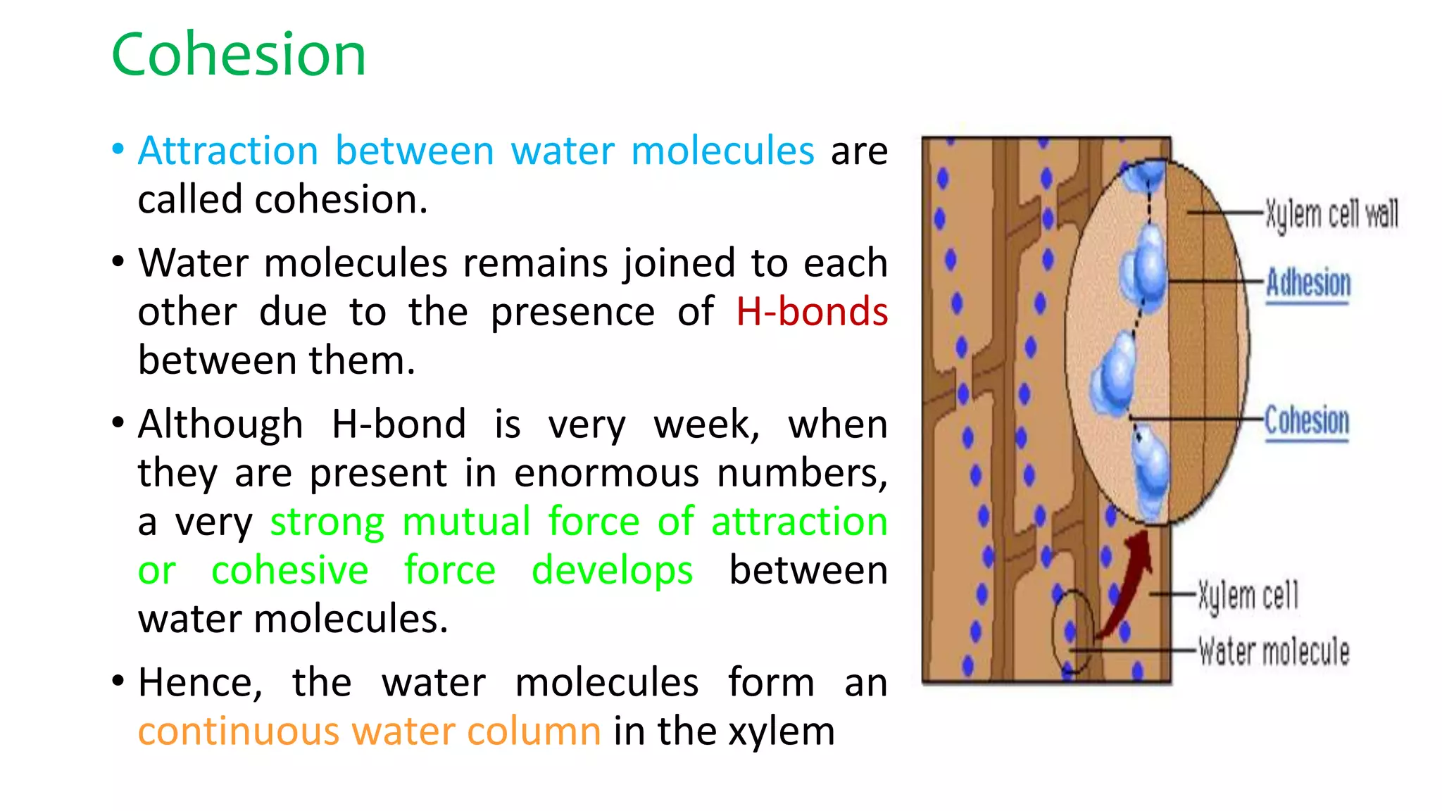 Cohesion
• Attraction between water molecules are
called cohesion.
• Water molecules remains joined to each
other due to the presence of H-bonds
between them.
• Although H-bond is very week, when
they are present in enormous numbers,
a very strong mutual force of attraction
or cohesive force develops between
water molecules.
• Hence, the water molecules form an
continuous water column in the xylem
 