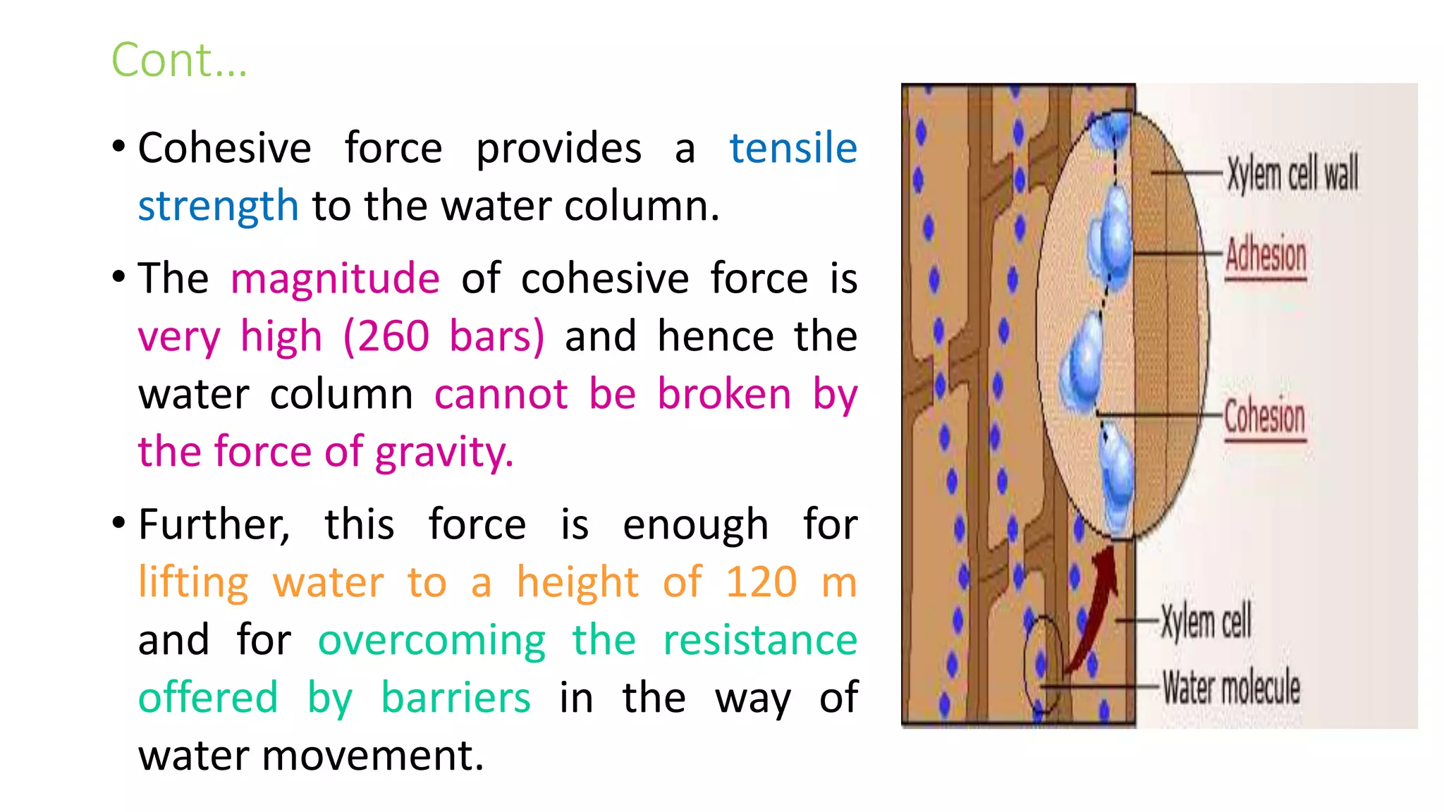 Cont…
• Cohesive force provides a tensile
strength to the water column.
• The magnitude of cohesive force is
very high (260 bars) and hence the
water column cannot be broken by
the force of gravity.
• Further, this force is enough for
lifting water to a height of 120 m
and for overcoming the resistance
offered by barriers in the way of
water movement.
 