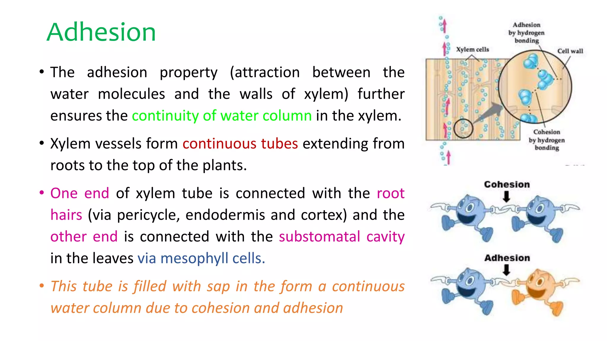 Adhesion
• The adhesion property (attraction between the
water molecules and the walls of xylem) further
ensures the continuity of water column in the xylem.
• Xylem vessels form continuous tubes extending from
roots to the top of the plants.
• One end of xylem tube is connected with the root
hairs (via pericycle, endodermis and cortex) and the
other end is connected with the substomatal cavity
in the leaves via mesophyll cells.
• This tube is filled with sap in the form a continuous
water column due to cohesion and adhesion
 