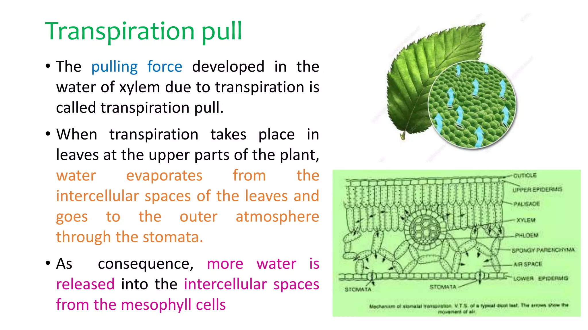 Transpiration pull
• The pulling force developed in the
water of xylem due to transpiration is
called transpiration pull.
• When transpiration takes place in
leaves at the upper parts of the plant,
water evaporates from the
intercellular spaces of the leaves and
goes to the outer atmosphere
through the stomata.
• As consequence, more water is
released into the intercellular spaces
from the mesophyll cells
 