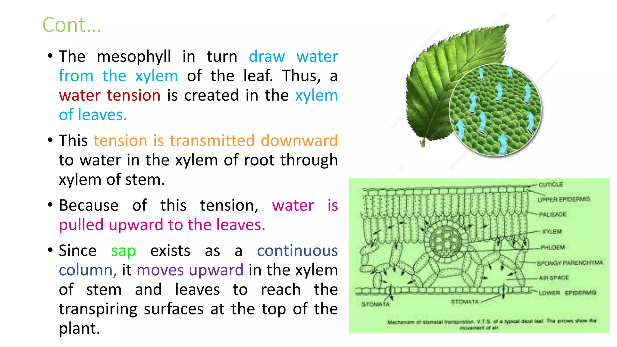 Cont…
• The mesophyll in turn draw water
from the xylem of the leaf. Thus, a
water tension is created in the xylem
of leaves.
• This tension is transmitted downward
to water in the xylem of root through
xylem of stem.
• Because of this tension, water is
pulled upward to the leaves.
• Since sap exists as a continuous
column, it moves upward in the xylem
of stem and leaves to reach the
transpiring surfaces at the top of the
plant.
 