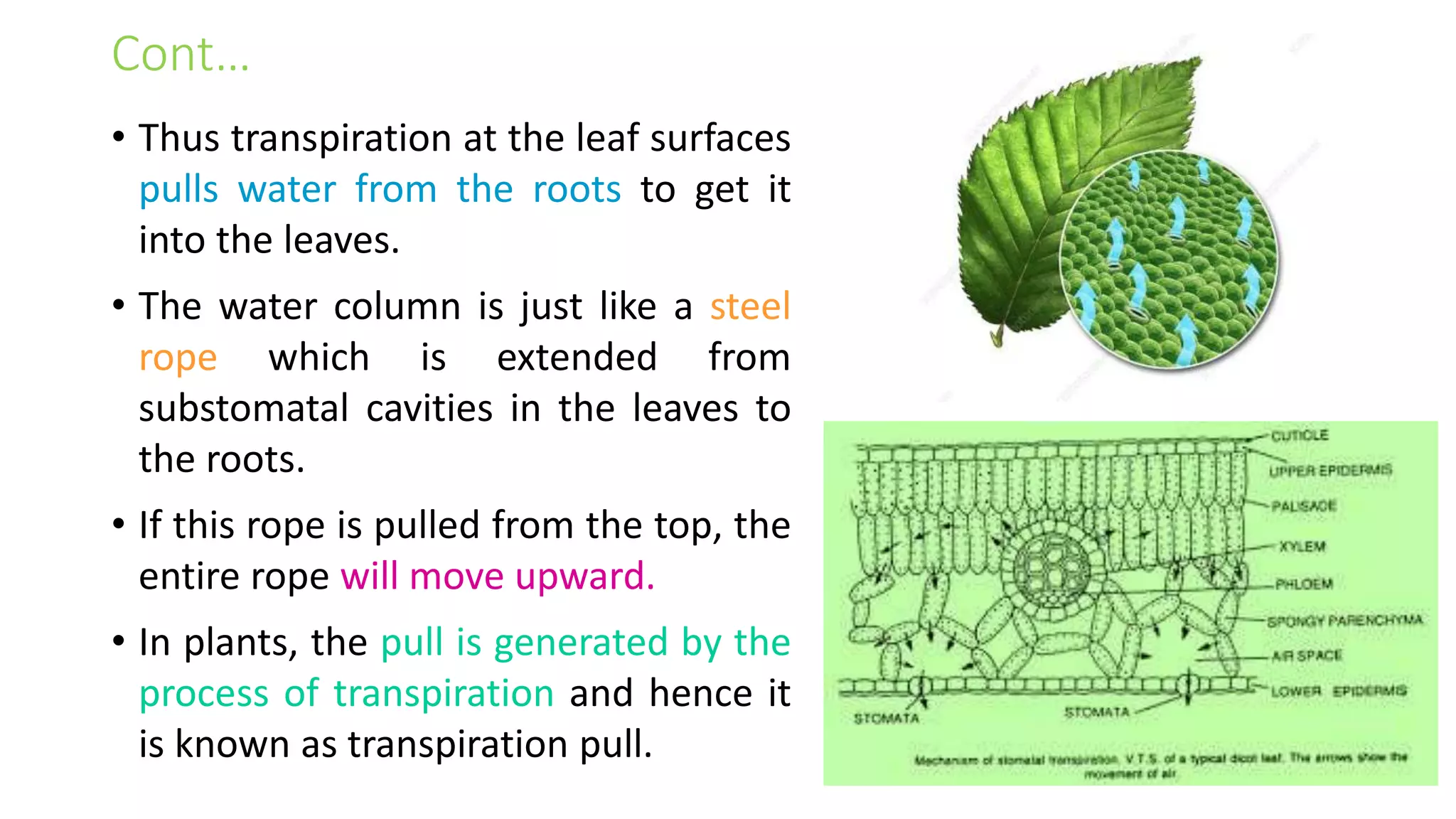 Cont…
• Thus transpiration at the leaf surfaces
pulls water from the roots to get it
into the leaves.
• The water column is just like a steel
rope which is extended from
substomatal cavities in the leaves to
the roots.
• If this rope is pulled from the top, the
entire rope will move upward.
• In plants, the pull is generated by the
process of transpiration and hence it
is known as transpiration pull.
 