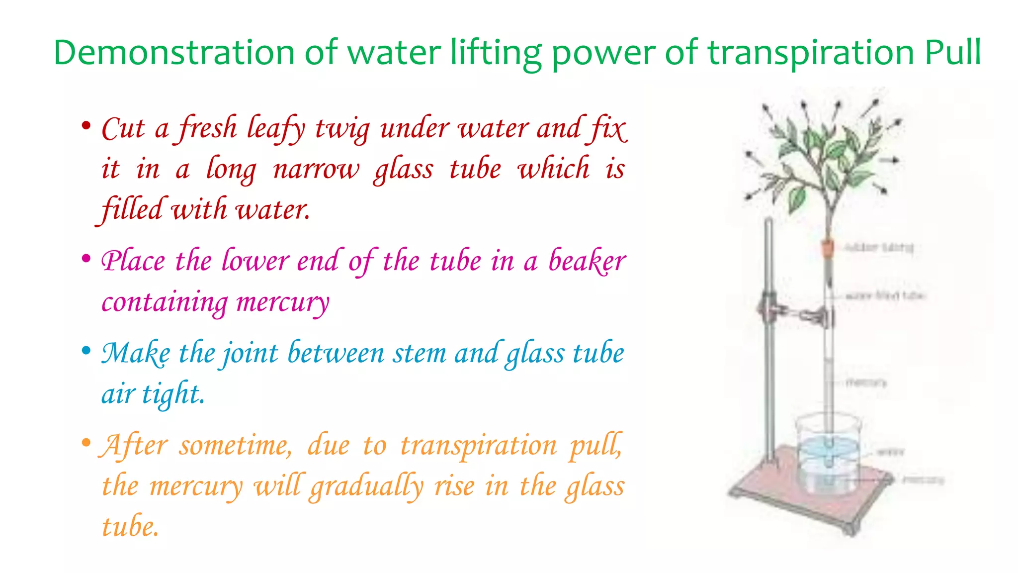 Demonstration of water lifting power of transpiration Pull
• Cut a fresh leafy twig under water and fix
it in a long narrow glass tube which is
filled with water.
• Place the lower end of the tube in a beaker
containing mercury
• Make the joint between stem and glass tube
air tight.
• After sometime, due to transpiration pull,
the mercury will gradually rise in the glass
tube.
 