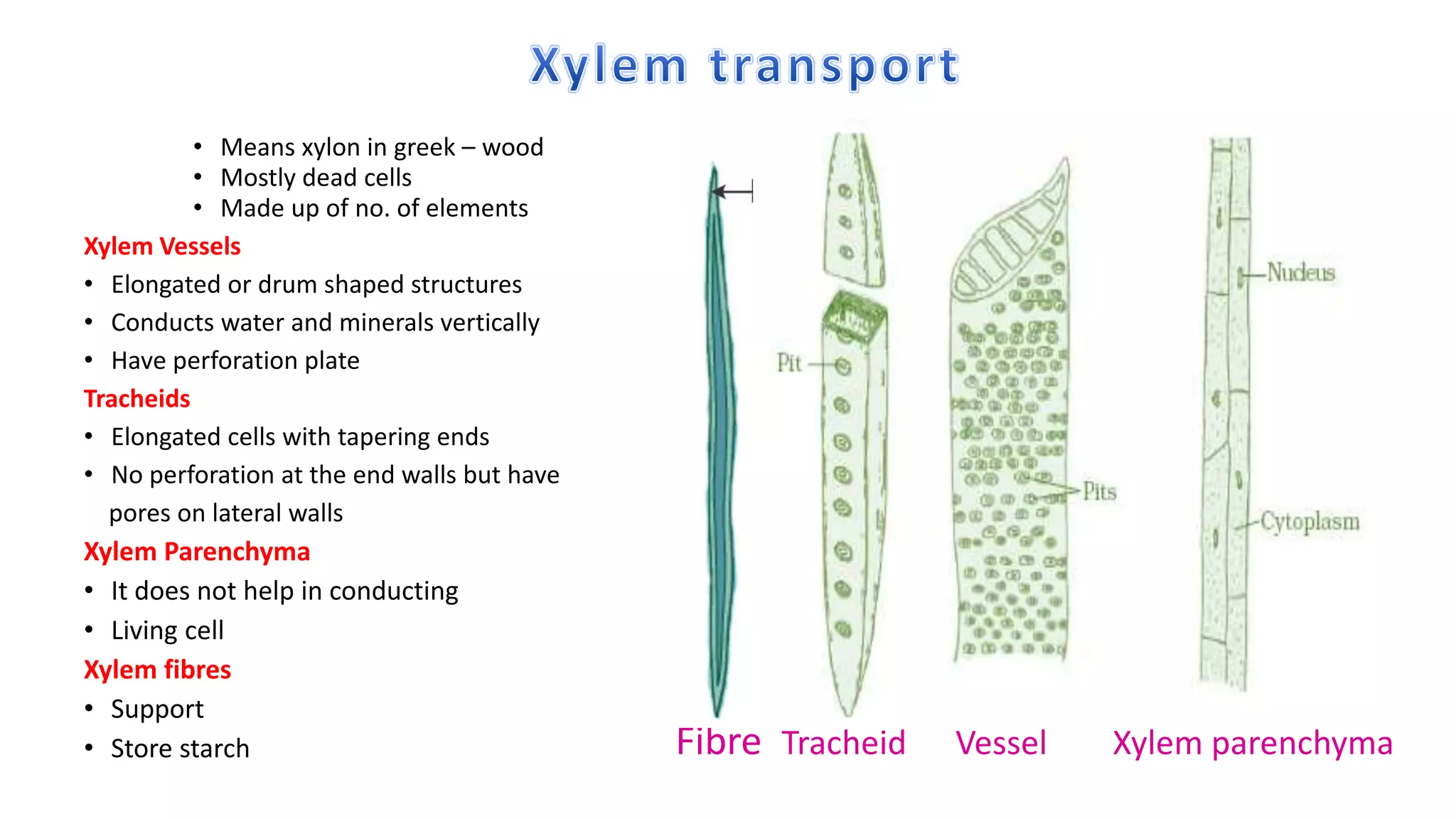 • Means xylon in greek – wood
• Mostly dead cells
• Made up of no. of elements
Xylem Vessels
• Elongated or drum shaped structures
• Conducts water and minerals vertically
• Have perforation plate
Tracheids
• Elongated cells with tapering ends
• No perforation at the end walls but have
pores on lateral walls
Xylem Parenchyma
• It does not help in conducting
• Living cell
Xylem fibres
• Support
• Store starch Fibre Tracheid Vessel Xylem parenchyma
 