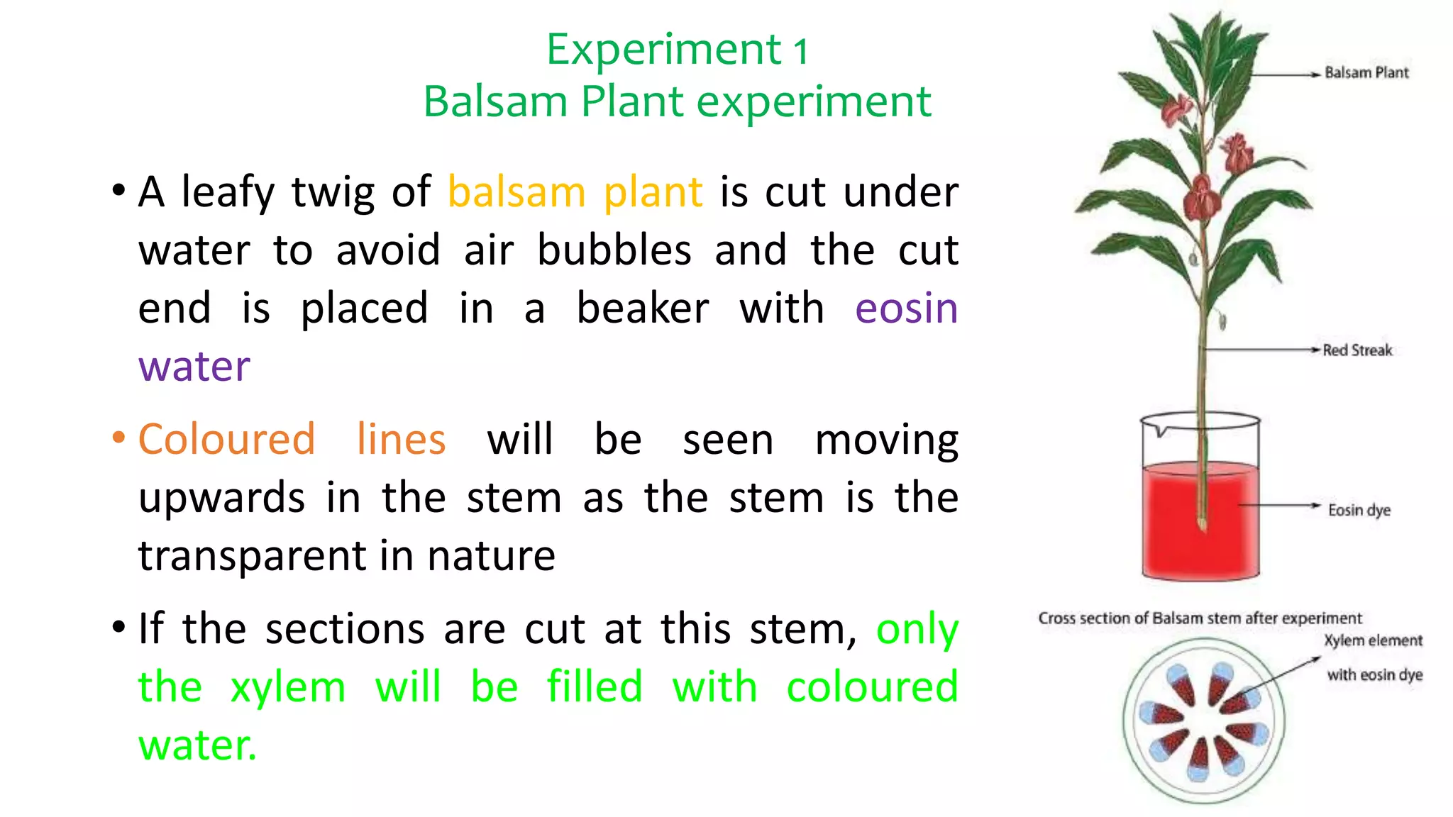 Experiment 1
Balsam Plant experiment
• A leafy twig of balsam plant is cut under
water to avoid air bubbles and the cut
end is placed in a beaker with eosin
water
• Coloured lines will be seen moving
upwards in the stem as the stem is the
transparent in nature
• If the sections are cut at this stem, only
the xylem will be filled with coloured
water.
 