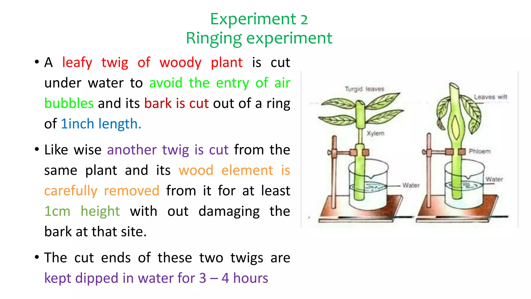 Experiment 2
Ringing experiment
• A leafy twig of woody plant is cut
under water to avoid the entry of air
bubbles and its bark is cut out of a ring
of 1inch length.
• Like wise another twig is cut from the
same plant and its wood element is
carefully removed from it for at least
1cm height with out damaging the
bark at that site.
• The cut ends of these two twigs are
kept dipped in water for 3 – 4 hours
 
