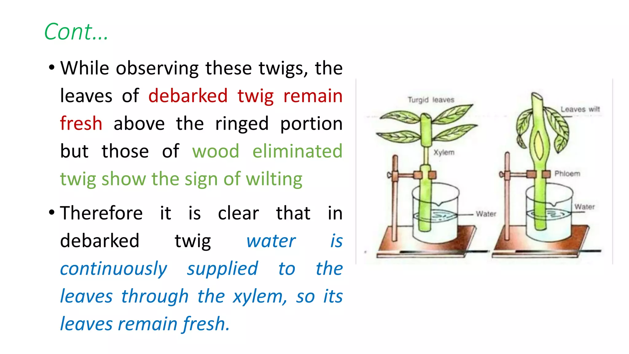 Cont…
• While observing these twigs, the
leaves of debarked twig remain
fresh above the ringed portion
but those of wood eliminated
twig show the sign of wilting
• Therefore it is clear that in
debarked twig water is
continuously supplied to the
leaves through the xylem, so its
leaves remain fresh.
 
