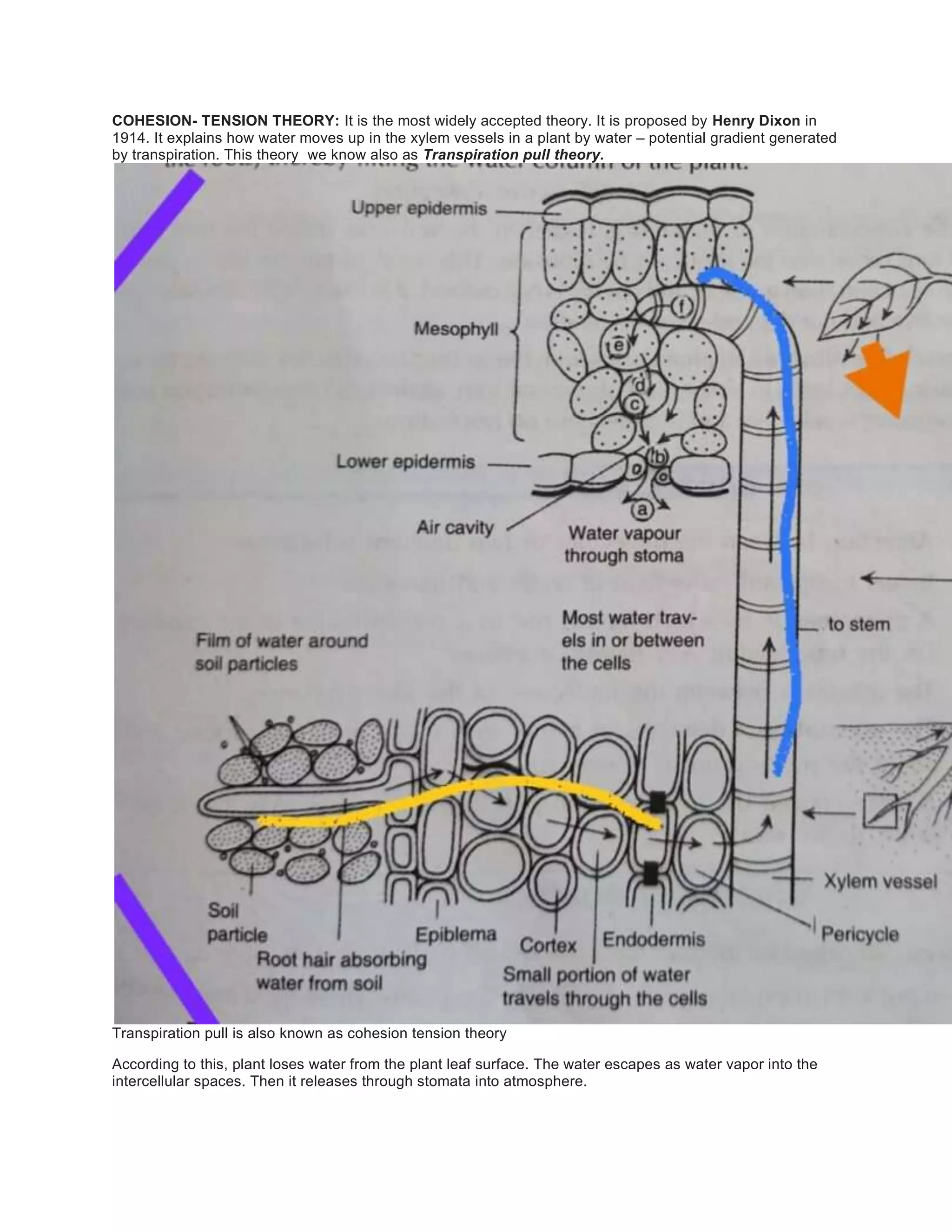 COHESION- TENSION THEORY: It is the most widely accepted theory. It is proposed by Henry Dixon in
1914. It explains how water moves up in the xylem vessels in a plant by water – potential gradient generated
by transpiration. This theory we know also as Transpiration pull theory.
Transpiration pull is also known as cohesion tension theory
According to this, plant loses water from the plant leaf surface. The water escapes as water vapor into the
intercellular spaces. Then it releases through stomata into atmosphere.
 