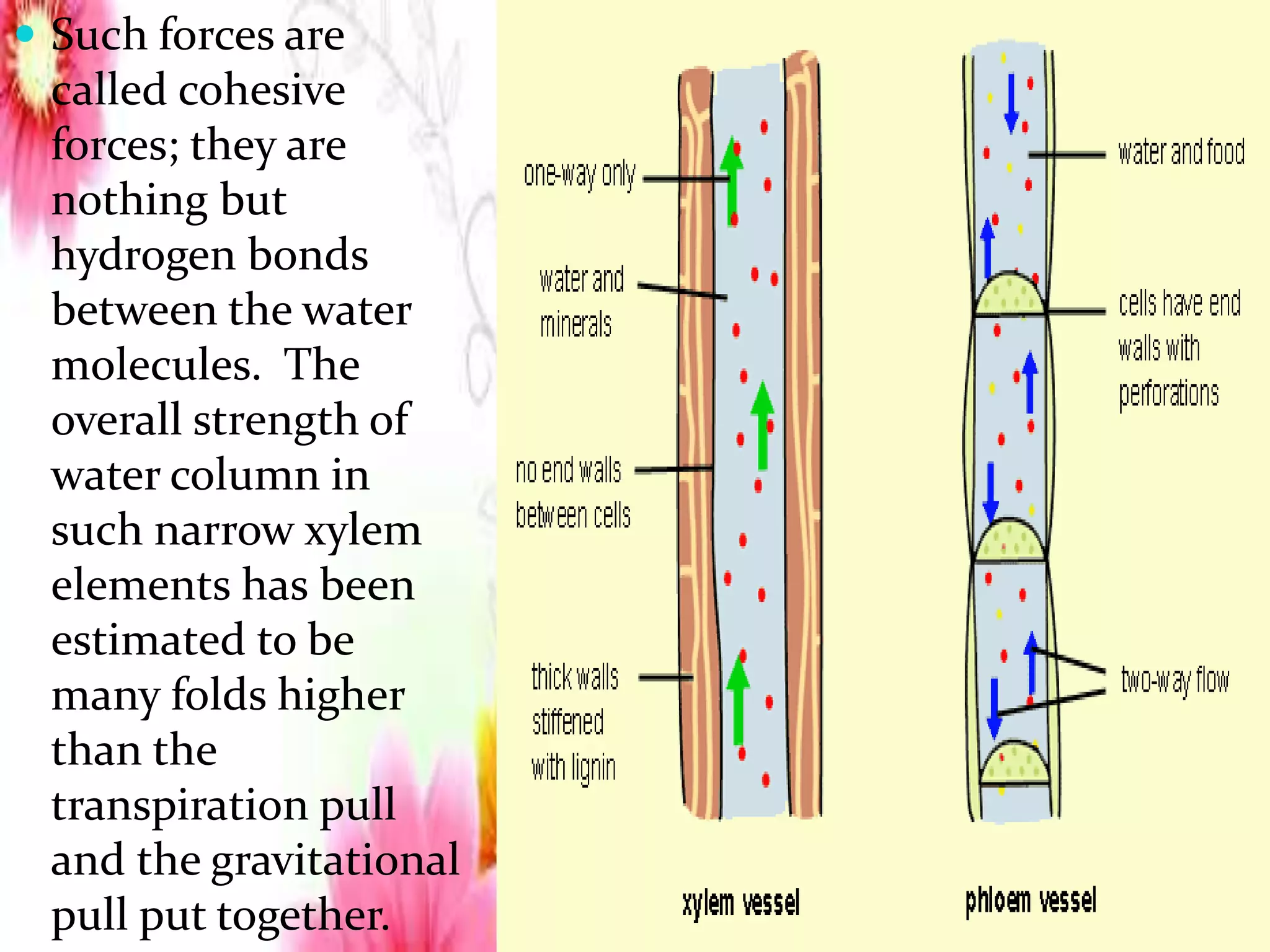  Such forces are
called cohesive
forces; they are
nothing but
hydrogen bonds
between the water
molecules. The
overall strength of
water column in
such narrow xylem
elements has been
estimated to be
many folds higher
than the
transpiration pull
and the gravitational
pull put together.
 