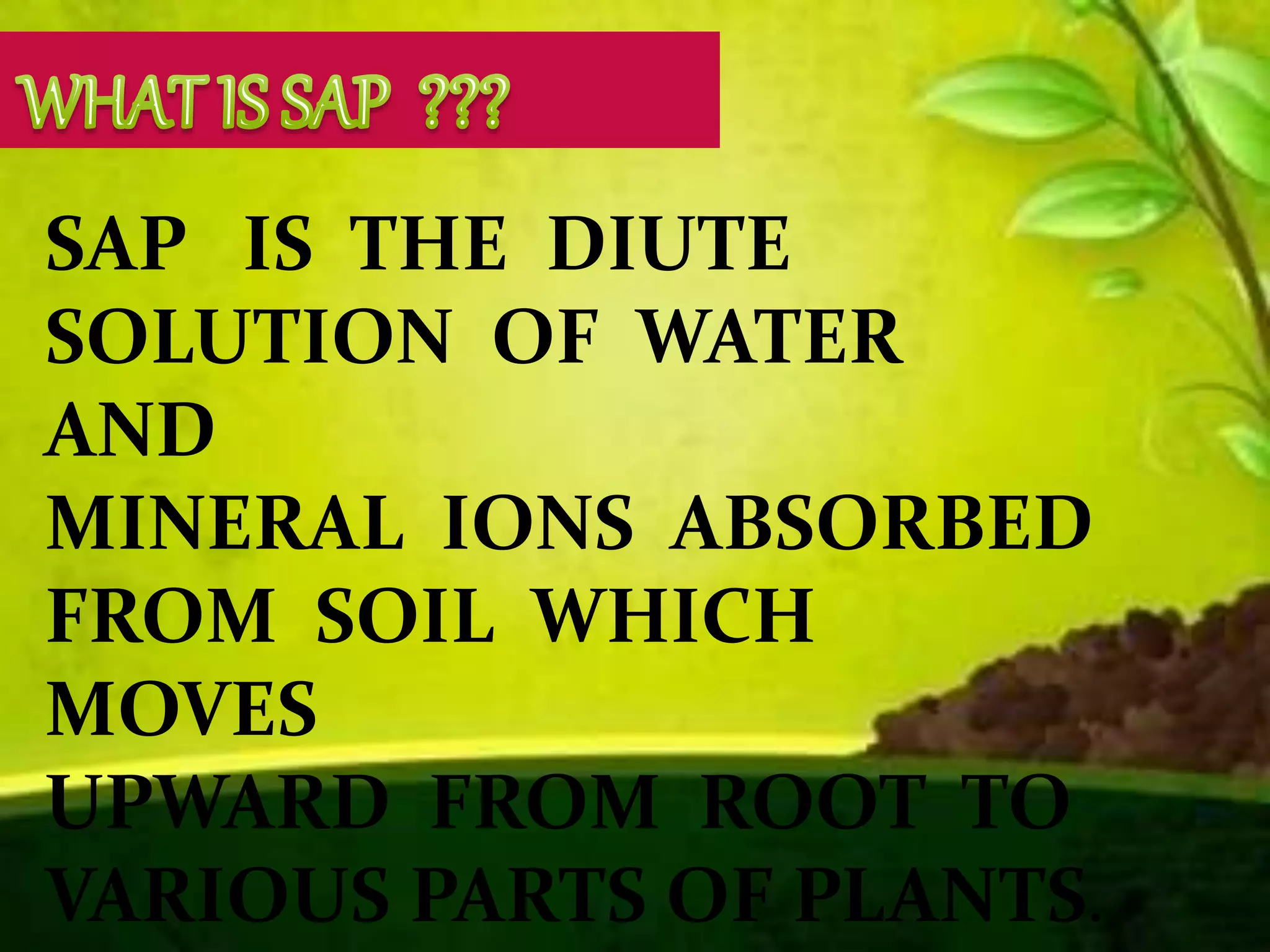 SAP IS THE DIUTE
SOLUTION OF WATER
AND
MINERAL IONS ABSORBED
FROM SOIL WHICH
MOVES
UPWARD FROM ROOT TO
VARIOUS PARTS OF PLANTS.
 