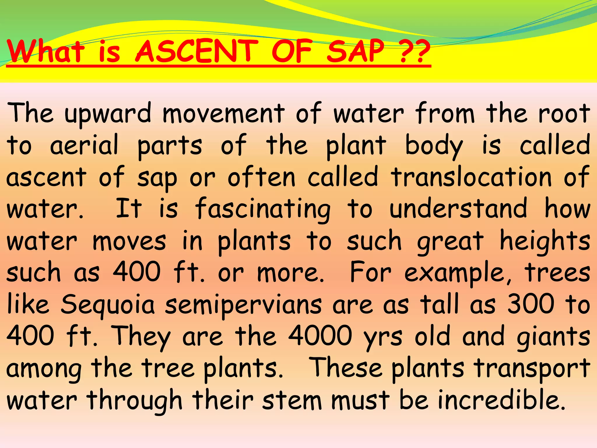 What is ASCENT OF SAP ??
The upward movement of water from the root
to aerial parts of the plant body is called
ascent of sap or often called translocation of
water. It is fascinating to understand how
water moves in plants to such great heights
such as 400 ft. or more. For example, trees
like Sequoia semipervians are as tall as 300 to
400 ft. They are the 4000 yrs old and giants
among the tree plants. These plants transport
water through their stem must be incredible.
 