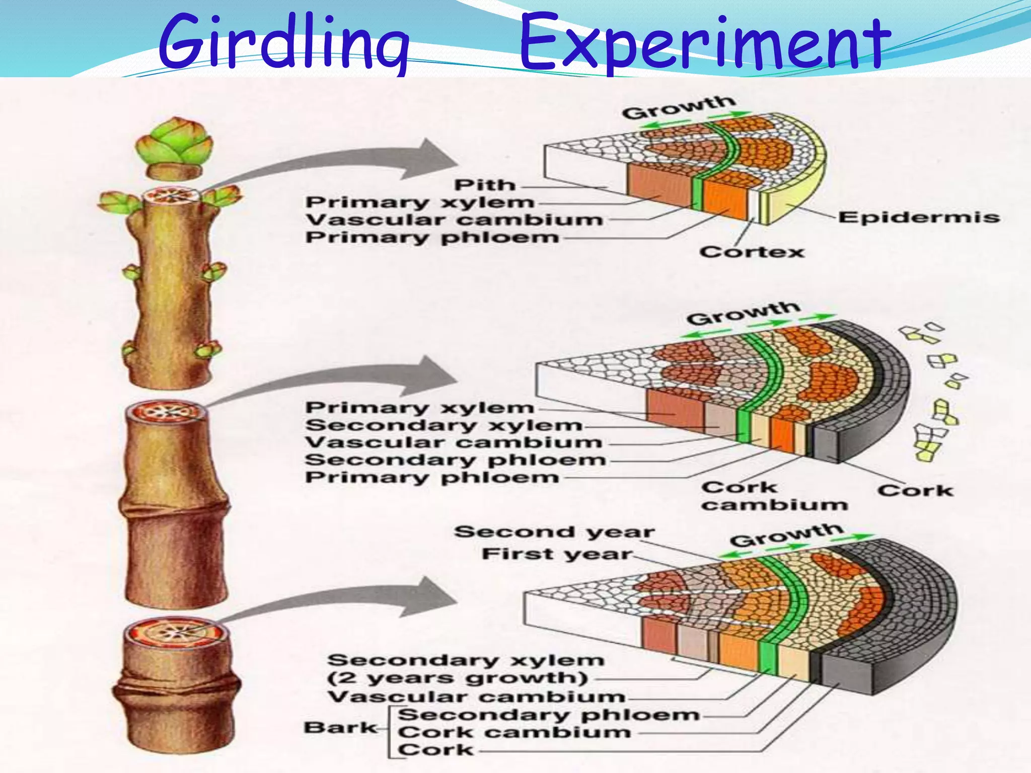 Girdling Experiment
 