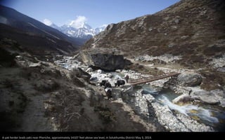 A yak herder leads yaks near Pheriche, approximately 14107 feet above sea level, in Solukhumbu District May 3, 2014.
 