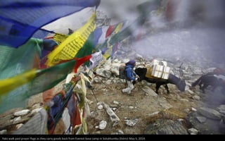 Yaks walk past prayer flags as they carry goods back from Everest base camp in Solukhumbu District May 5, 2014.
 