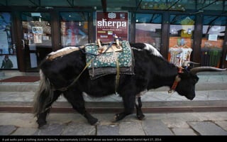 A yak walks past a clothing store in Namche, approximately 11155 feet above sea level in Solukhumbu District April 27, 2014.
 