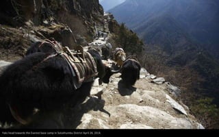 Temba Sherpa, 45, who has reached the summit of Everest seven times, climbs to clean the mani (prayer) stone in Khumjung, ...