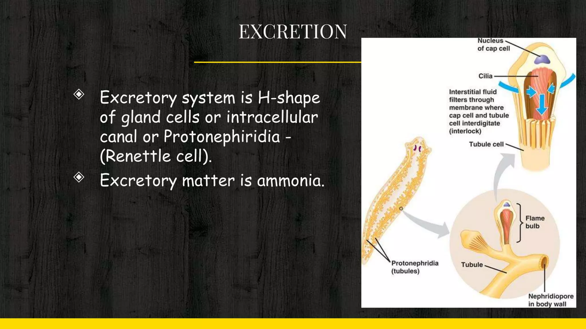 EXCRETION
◈ Excretory system is H-shape
of gland cells or intracellular
canal or Protonephiridia -
(Renettle cell).
◈ Excretory matter is ammonia.
 