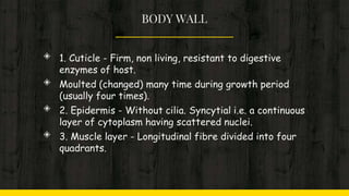 BODY WALL
◈ 1. Cuticle - Firm, non living, resistant to digestive
enzymes of host.
◈ Moulted (changed) many time during growth period
(usually four times).
◈ 2. Epidermis - Without cilia. Syncytial i.e. a continuous
layer of cytoplasm having scattered nuclei.
◈ 3. Muscle layer - Longitudinal fibre divided into four
quadrants.
 