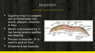 DIGESTION
◈ Digestive tract is complete
and differentiated into
mouth, pharynx, intestine
& Anus.
◈ Mouth is surrounded by 3 -
lips having sensory papillae
and amphids.
◈ Pharynx is muscular. It is
used to suck of food.
◈ Intestine is non muscular.
 