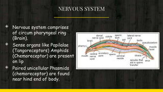 NERVOUS SYSTEM
◈ Nervous system comprises
of circum pharyngeal ring
(Brain).
◈ Sense organs like Papilalae
(Tangoreceptors) Amphids
(Chemoreceptor) are present
on lip
◈ Paired unicellular Phasmids
(chemoreceptor) are found
near hind end of body.
 