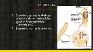 EXCRETION
◈ Excretory system is H-shape
of gland cells or intracellular
canal or Protonephiridia -
(Renettle cell).
◈ Excretory matter is ammonia.
 