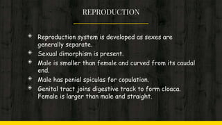 REPRODUCTION
◈ Reproduction system is developed as sexes are
generally separate.
◈ Sexual dimorphism is present.
◈ Male is smaller than female and curved from its caudal
end.
◈ Male has penial spiculas for copulation.
◈ Genital tract joins digestive track to form cloaca.
Female is larger than male and straight.
 