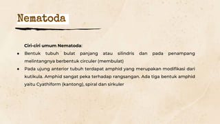 Nematoda
Ciri-ciri umum Nematoda:
● Bentuk tubuh bulat panjang atau silindris dan pada penampang
melintangnya berbentuk circuler (membulat)
● Pada ujung anterior tubuh terdapat amphid yang merupakan modifikasi dari
kutikula. Amphid sangat peka terhadap rangsangan. Ada tiga bentuk amphid
yaitu Cyathiform (kantong), spiral dan sirkuler
 