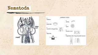 Nematoda
 