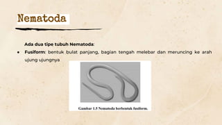 Nematoda
Ada dua tipe tubuh Nematoda:
● Fusiform: bentuk bulat panjang, bagian tengah melebar dan meruncing ke arah
ujung ujungnya
 
