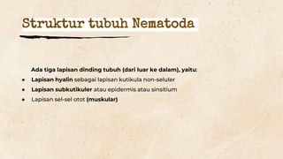 Struktur tubuh Nematoda
Ada tiga lapisan dinding tubuh (dari luar ke dalam), yaitu:
● Lapisan hyalin sebagai lapisan kutikula non-seluler
● Lapisan subkutikuler atau epidermis atau sinsitium
● Lapisan sel-sel otot (muskular)
 