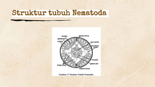 Struktur tubuh Nematoda
 