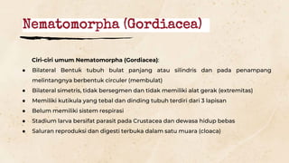 Nematomorpha (Gordiacea)
Ciri-ciri umum Nematomorpha (Gordiacea):
● Bilateral Bentuk tubuh bulat panjang atau silindris dan pada penampang
melintangnya berbentuk circuler (membulat)
● Bilateral simetris, tidak bersegmen dan tidak memiliki alat gerak (extremitas)
● Memiliki kutikula yang tebal dan dinding tubuh terdiri dari 3 lapisan
● Belum memiliki sistem respirasi
● Stadium larva bersifat parasit pada Crustacea dan dewasa hidup bebas
● Saluran reproduksi dan digesti terbuka dalam satu muara (cloaca)
 