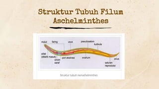 Struktur Tubuh Filum
Aschelminthes
 