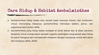 ● Aschelminthes hidup bebas atau parasit pada manusia, hewan, dan tumbuhan.
Untuk menunjang hidupnya aschelminthes memakan bakteri, jamur, dan
organisme kecil (Julian, 2015).
● Aschelminthes yang hidup bebas terdapat di tanah becek dan di dasar perairan,
berperan untuk menguraikan sampah organik, sedangkan yang parasit akan hidup
di tubuh inangnya dan memperoleh makanan dengan menyerap nutrisi dan darah
dari inangnya. (Bitar, 2020)
Cara Hidup & Habitat Aschelminthes
 