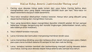 1. Cacing usus dewasa hidup pada lumen dari usus halus. Cacing betina akan
menghasilkan telur yang dapat mencapai 200.000 butir per hari. Telur-telur ini
dapat berembrio ataupun tidak berembrio.
2. Telur-telur tersebut dikeluarkan melalui kotoran. Hanya telur yang dibuahi yang
dapat berkembang dan menginfeksi manusia.
3. Telur yang berembrio dapat menginfeksi (bersifat infektif) setelah 18 hari sampai
beberapa minggu bergantung dari kondisi lingkungan (kelembaban tanah, suhu,
ada tidaknya sinar matahari).
4. Telur infektif tertelan manusia.
5. Larva menetas dan kemudian menyerang membran lendir usus.
6. Larva menembus dinding usus dan terbawa aliran darah menuju paru-paru. Dalam
paru-paru larva tumbuh selama 10 sampai 14 hari dan naik ke faring.
7. Larva tersebut tertelan kembali dan berkembang menjadi cacing dewasa dalam
usus halus. Cacing usus dewasa dapat hidup selama satu sampai dua tahun.
Siklus Hidup Ascaris lumbricoides (Cacing usus)
 