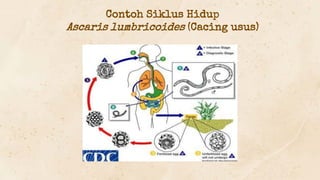 Contoh Siklus Hidup
Ascaris lumbricoides (Cacing usus)
 
