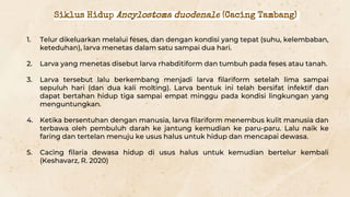 1. Telur dikeluarkan melalui feses, dan dengan kondisi yang tepat (suhu, kelembaban,
keteduhan), larva menetas dalam satu sampai dua hari.
2. Larva yang menetas disebut larva rhabditiform dan tumbuh pada feses atau tanah.
3. Larva tersebut lalu berkembang menjadi larva filariform setelah lima sampai
sepuluh hari (dan dua kali molting). Larva bentuk ini telah bersifat infektif dan
dapat bertahan hidup tiga sampai empat minggu pada kondisi lingkungan yang
menguntungkan.
4. Ketika bersentuhan dengan manusia, larva filariform menembus kulit manusia dan
terbawa oleh pembuluh darah ke jantung kemudian ke paru-paru. Lalu naik ke
faring dan tertelan menuju ke usus halus untuk hidup dan mencapai dewasa.
5. Cacing filaria dewasa hidup di usus halus untuk kemudian bertelur kembali
(Keshavarz, R. 2020)
Siklus Hidup Ancylostoma duodenale (Cacing Tambang)
 