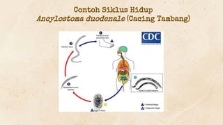 Contoh Siklus Hidup
Ancylostoma duodenale (Cacing Tambang)
 