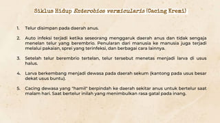 1. Telur disimpan pada daerah anus.
2. Auto infeksi terjadi ketika seseorang menggaruk daerah anus dan tidak sengaja
menelan telur yang berembrio. Penularan dari manusia ke manusia juga terjadi
melalui pakaian, sprei yang terinfeksi, dan berbagai cara lainnya.
3. Setelah telur berembrio tertelan, telur tersebut menetas menjadi larva di usus
halus.
4. Larva berkembang menjadi dewasa pada daerah sekum (kantong pada usus besar
dekat usus buntu).
5. Cacing dewasa yang "hamil" berpindah ke daerah sekitar anus untuk bertelur saat
malam hari. Saat bertelur inilah yang menimbulkan rasa gatal pada inang.
Siklus Hidup Enterobios vermicularis (Cacing Kremi)
 