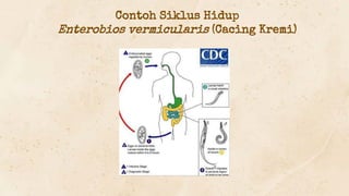 Contoh Siklus Hidup
Enterobios vermicularis (Cacing Kremi)
 