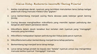 1. Ketika menghisap darah, nyamuk yang terinfeksi menularkan larva (tahap ketiga)
pada kulit inang manusia melalui luka "gigitan."
2. Larva berkembang menjadi cacing filaria dewasa pada kelenjar getah bening
(limfa).
3. Cacing dewasa menghasilkan mikrofilaria yang memiliki lapisan pelindung dan
bergerak aktif dalam peredaran darah.
4. Mikrofilaria dalam darah tersebut ikut tertelan oleh nyamuk yang "menggigit"
manusia yang terinfeksi.
5. Mikrofilaria melepaskan lapisan pelindung dan hidup pada perut nyamuk.
6. Mikrofilaria kemudian berkembang menjadi larva tahap pertama.
7. Berkembang lagi menjadi larva tahap ketiga.
8. Larva tahap ketiga pindah ke kepala dan "belalai" nyamuk untuk siap menginfeksi
manusia ketika nyamuk "menggigit" manusia.
Siklus Hidup Wuchereria bancrofti (Cacing Filaria)
 