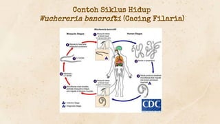 Contoh Siklus Hidup
Wuchereria bancrofti (Cacing Filaria)
 