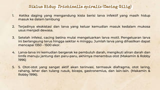 1. Ketika daging yang mengandung kista berisi larva infektif yang masih hidup
masuk ke dalam lambung
2. Terjadinya ekskistasi dan larva yang keluar kemudian masuk kedalam mukosa
usus menjadi dewasa.
3. Setelah infeksi, cacing betina mulai mengeluarkan larva motil. Pengeluaran larva
ini berlangsung terus hingga sekitar 4 minggu. Jumlah larva yang dihasilkan dapat
mencapai 1350 - 1500 ekor.
4. Larva-larva ini kemudian bergerak ke pembuluh darah, mengikuti aliran darah dan
limfe menuju jantung dan paru-paru, akhirnya menembus otot (Makamin & Robby
1996)
5. 5. Otot-otot yang sangat aktif akan terinvasi, termasuk diafragma, otot laring,
rahang, leher dan tulang rusuk, biceps, gastronemius, dan lain-lain. (Makamin &
Robby 1996).
Siklus Hidup Trichinella spiralis (Cacing Gilig)
 